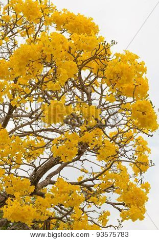 Silver Trumpet Tree