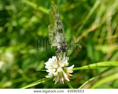 Irish Wood White - Leptidea sinapis juvernica Underside
