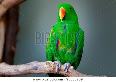 Eclectus Parrot