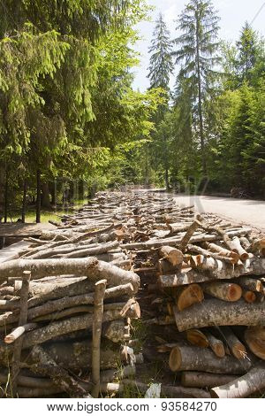 Wood Pile