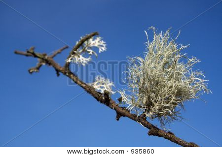 Cladonia Rangiferina