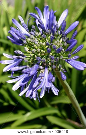 Fiore di Agapanthus