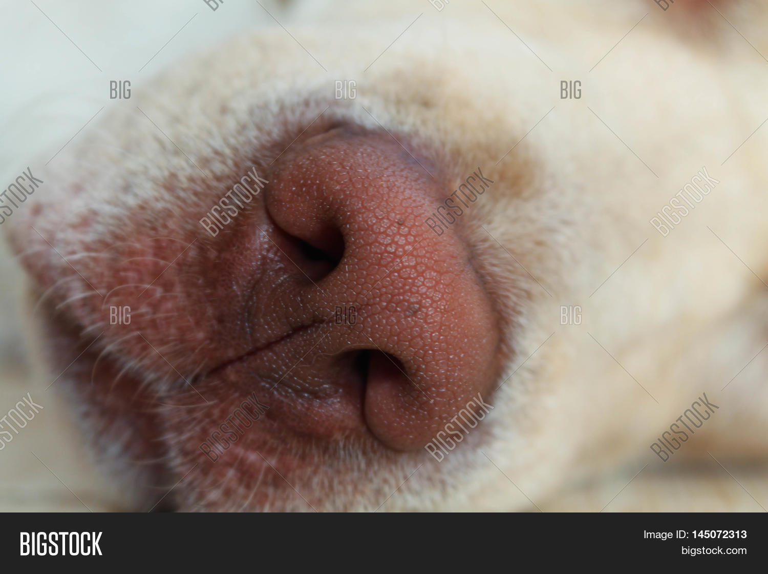 Copy the table and complete it 3 класс. Nose close frog dog open. Чтение uu в открытом и закрытом слоге. Copy the table and complete it. [ɒ] слова.