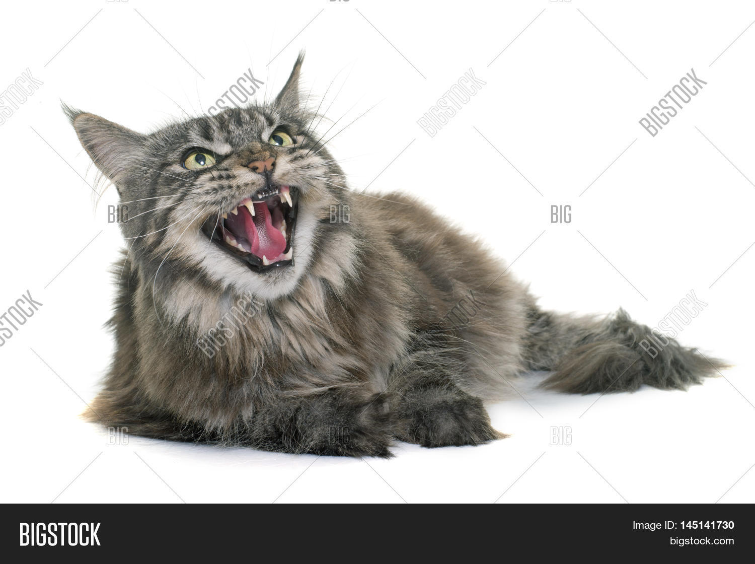 Angry Maine Coon Front Image & Photo (Free Trial) Bigstock