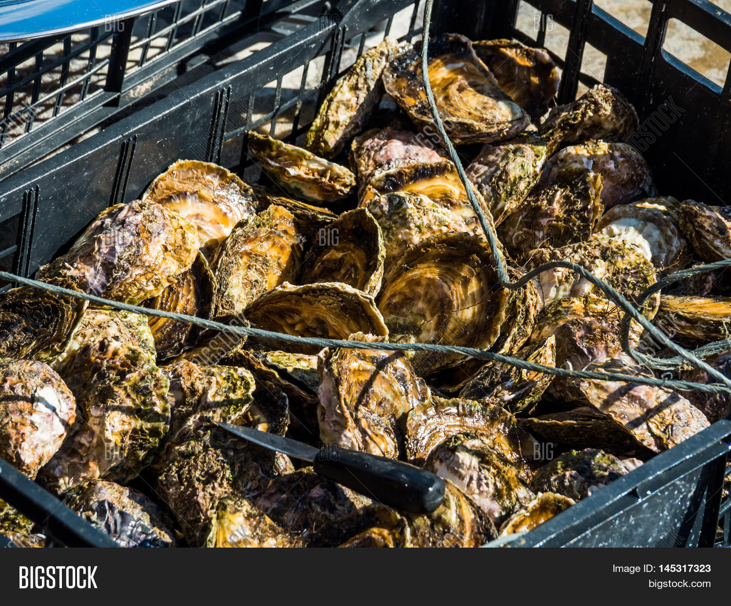 Oyster Farming Europe Image & Photo (Free Trial) Bigstock