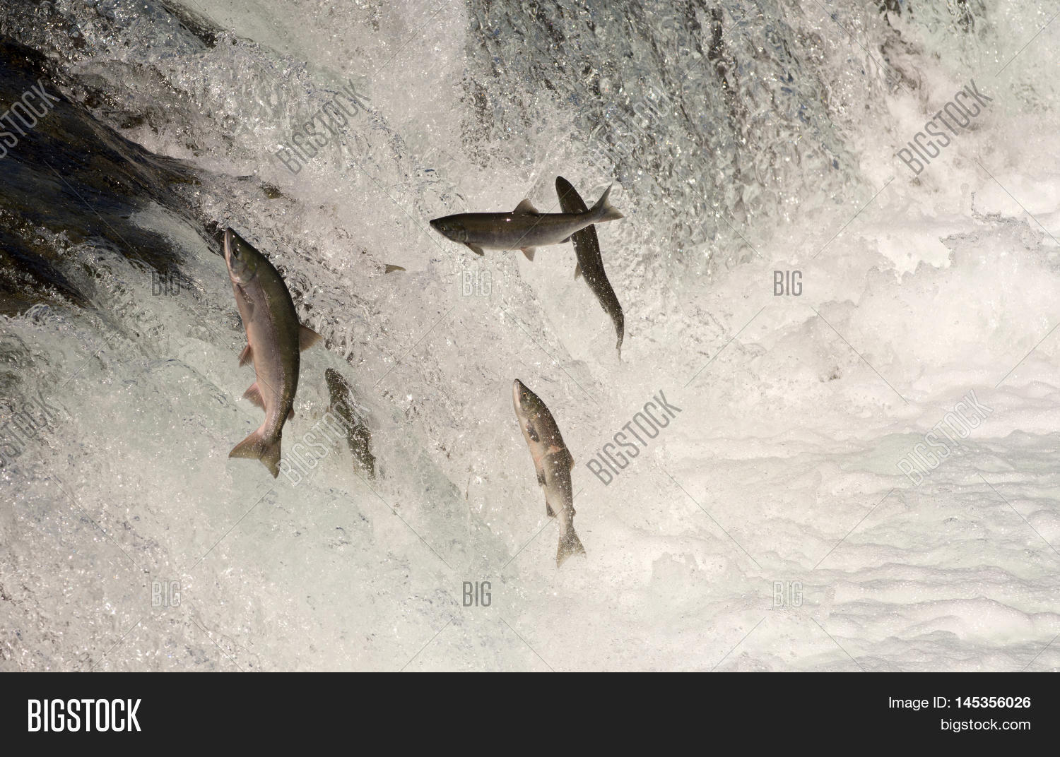 Sockeye Salmon Jumping Image & Photo (Free Trial) Bigstock