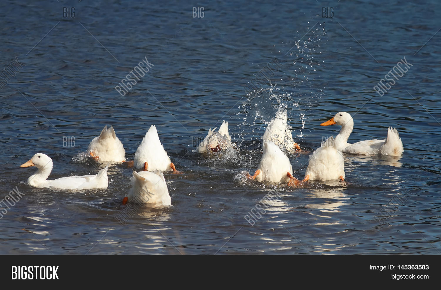 White Ducks Dive Blue Image & Photo (Free Trial) Bigstock