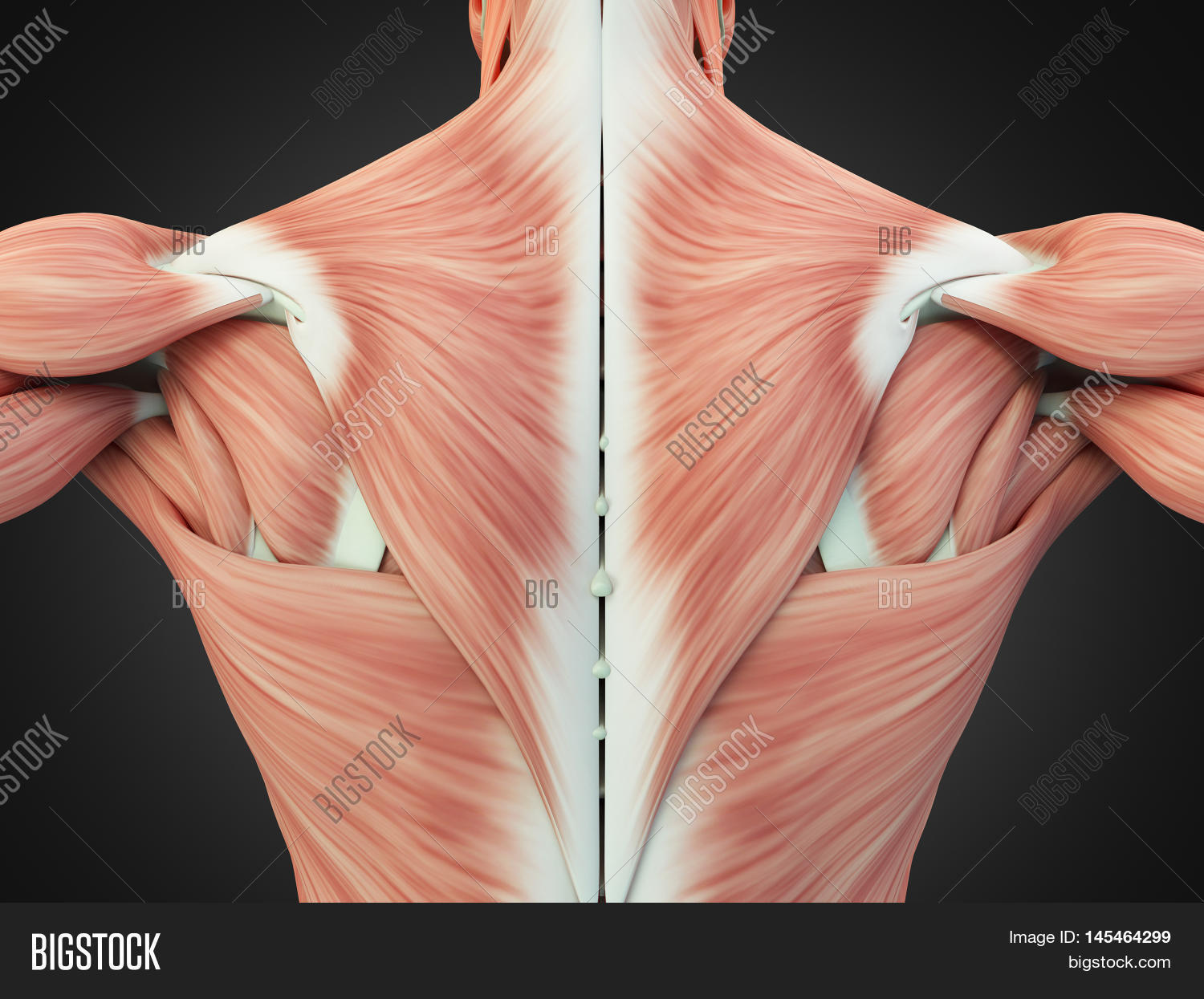 Human Anatomy Torso Image & Photo (Free Trial) | Bigstock