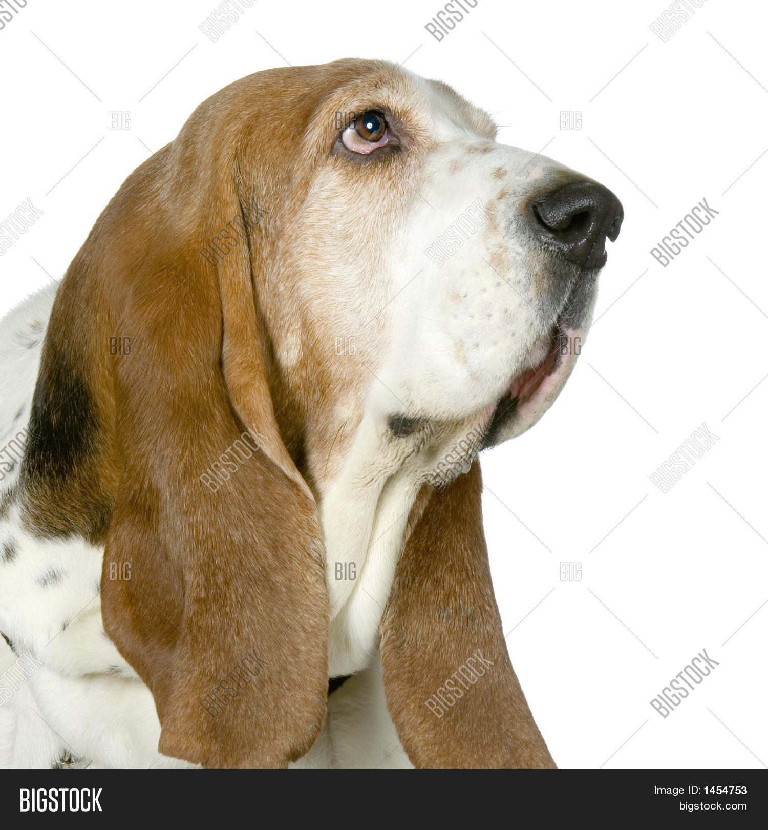 Basset Hound Hush Image & Photo (Free Trial) Bigstock