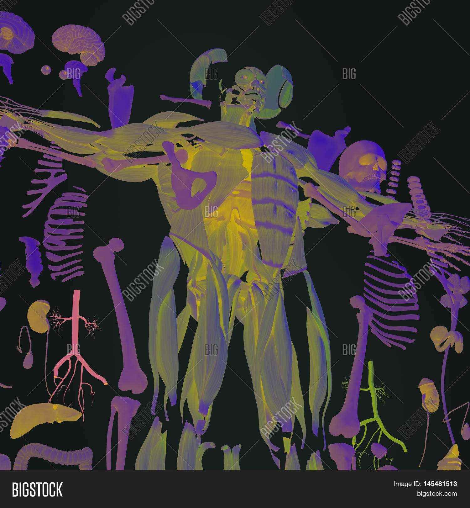 Human Anatomy Exploded Image & Photo (Free Trial) Bigstock