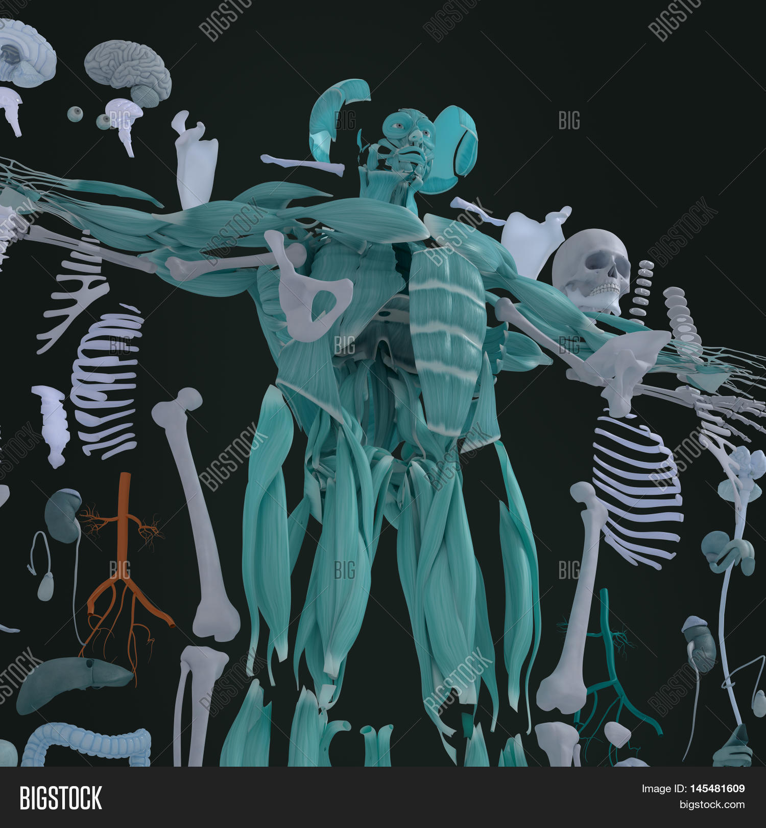 Human Anatomy Exploded Image & Photo (Free Trial) Bigstock