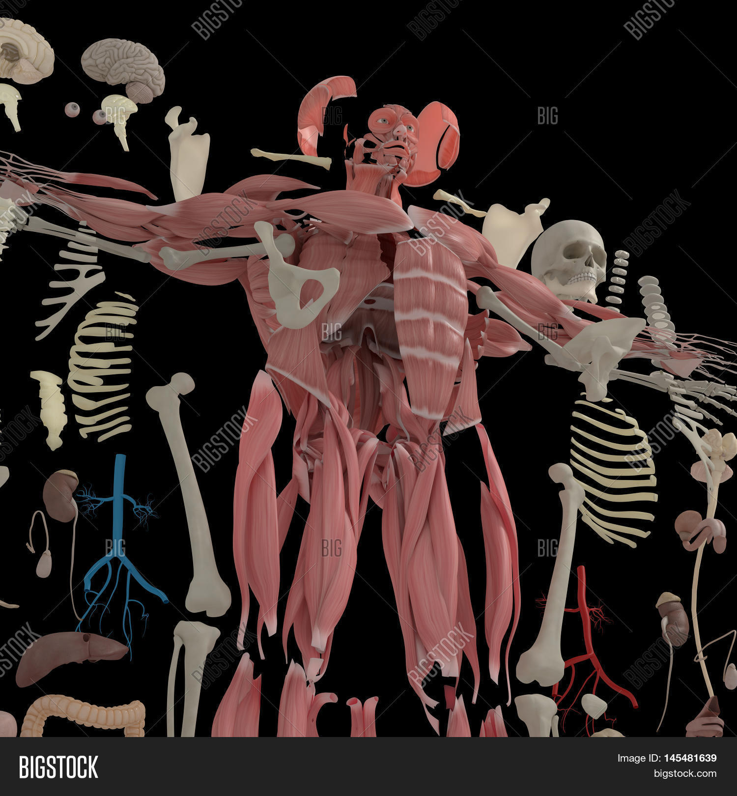 Human Anatomy Exploded Image & Photo (Free Trial) Bigstock