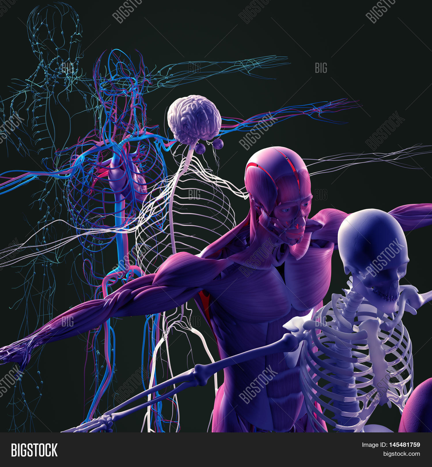 Human Anatomy Exploded Image & Photo (Free Trial) | Bigstock