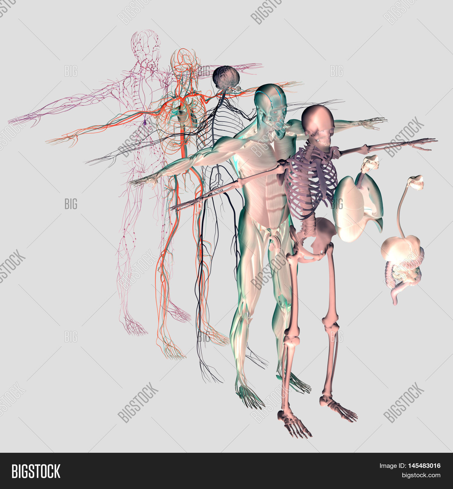 Human Anatomy Exploded Image & Photo (Free Trial) Bigstock