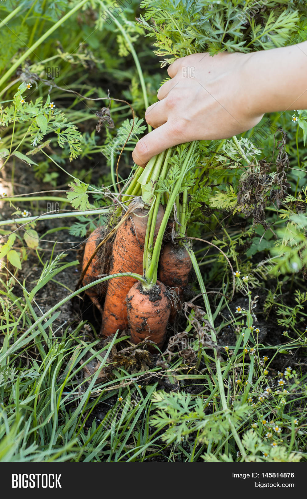 Pulling Carrots Ground Image & Photo (Free Trial) Bigstock