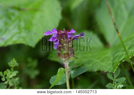 Flowers of a large flowered selfheal (Prunella grandiflora)