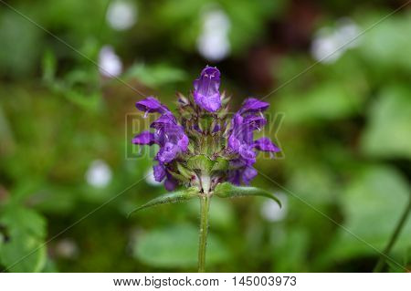 Flowers of a large flowered selfheal (Prunella grandiflora)