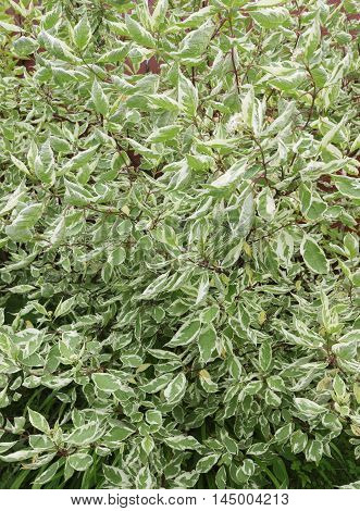 Cornus Elegantissima summer garden big green bush