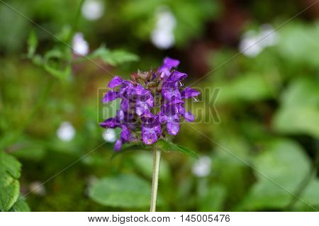 Flowers of a large flowered selfheal (Prunella grandiflora)