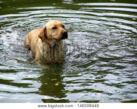 a labrador refreshing water of a pond