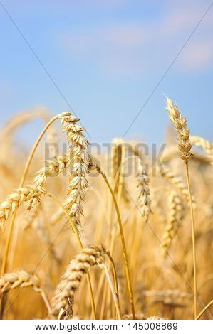 Wheat field against a blue sky. Sunny day