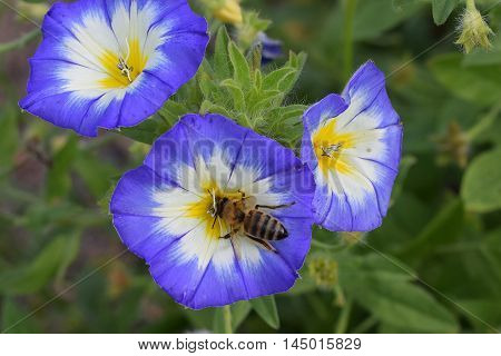 Closeup of bee on Convolvulus tricolor flower.