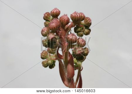 Close up of beautiful Sempervivum sp flowres