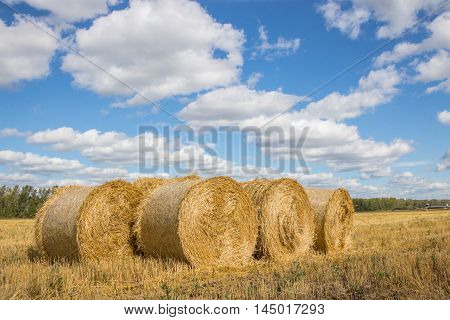 Straw Bales Harvest on Stubble field under blue sky