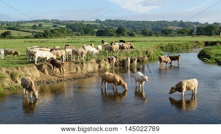 Cows on a farm around river Axe in East Devon England