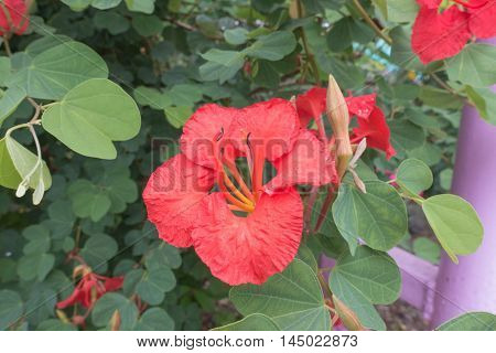 Decorative Brick Red Flowers Of Bauhinia Galpinii Red Orchid Bush With Hooved Petals And Green Leave