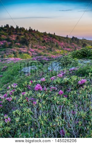 Rhododendron on Grassy Ridge Vertical during the June bloom