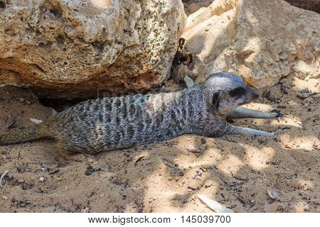 Meerkats Relaxing Afternoon On Sand Under The Sun