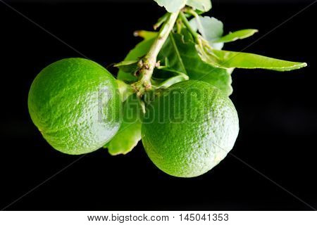 Bergamot Orange Hanging Fruits With Leaf Isolated On Black Background
