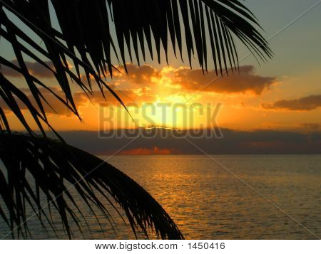 Palmiye ağaç Sunset