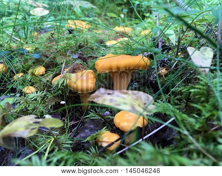 Close up of yellow chanterelles (Cantharellus cibarius )in the forest picture from the North of Sweden.