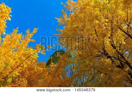 Vibrant autumn yellow golden tree foliage on blue sky background