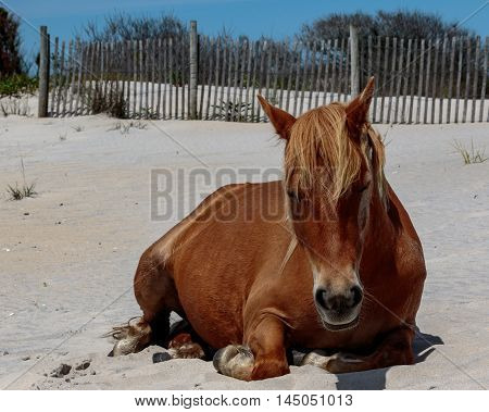 Wild brown pony relaxing on sandy beach with snow fence in background