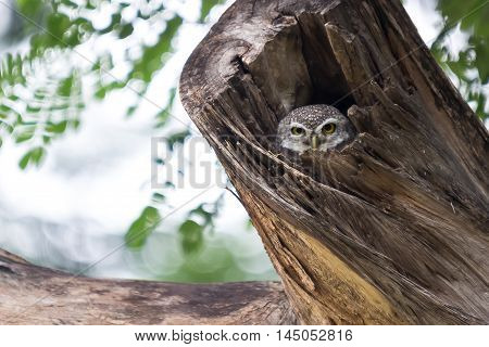 Asian Barred Owlet