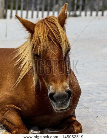 Brown horse on sand at Assateague Island