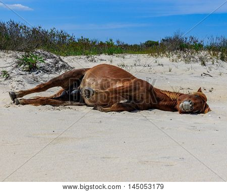 Brown horse sleeping on sand at Assateague