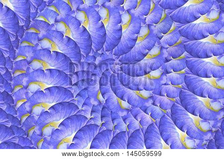 blue Clitoria ternatea flower abstract pattern background