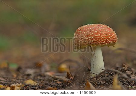 Fy Agaric houby