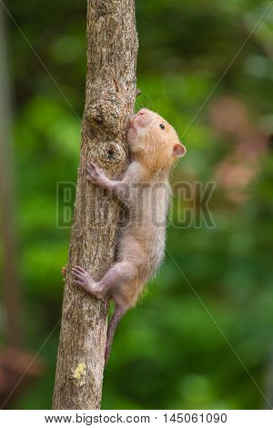 Lesser Bamboo Rat In Nature