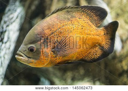 Piraya Piranha