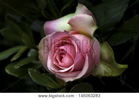 Rose Flower Garden Pastel Nostalgia Love Impression