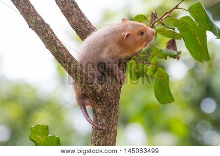 Lesser Bamboo Rat In Nature