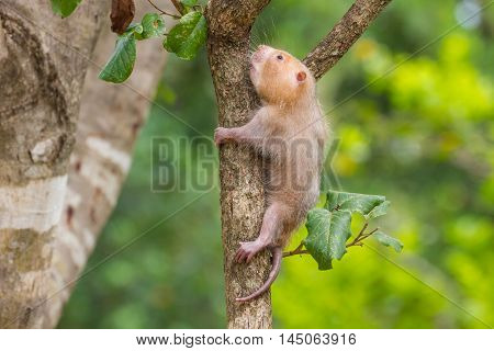 Lesser Bamboo Rat In Nature