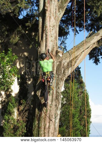 Tree surgeon lumberjack hanging from a big tree