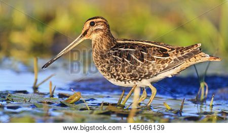 snipe among aquatic vegetation, sandpiper, trophy hunting, wildlife waterbirds