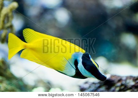 Foxface rabbitfish, horizontal image, color image, close up